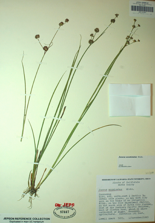 Plancia ëd Juncus acuminatus Michx.