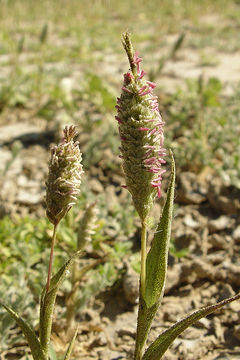 Image of Colusa Grass