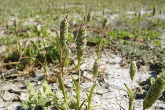 Image of Colusa Grass