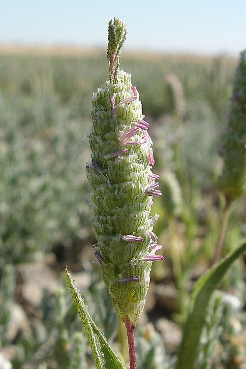 Image of Colusa Grass