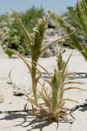 Image of Prickly Spiral Grass