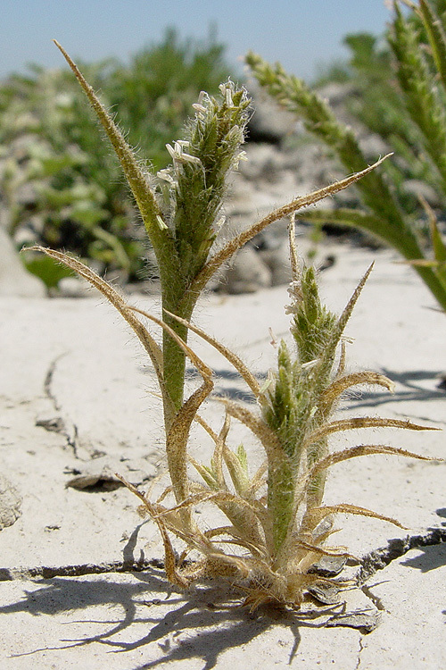 Plancia ëd Tuctoria mucronata (Crampton) Reeder