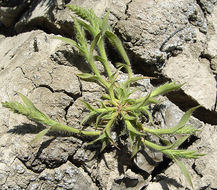 Image of Prickly Spiral Grass