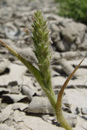 Image of Prickly Spiral Grass