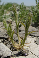 Image of Prickly Spiral Grass