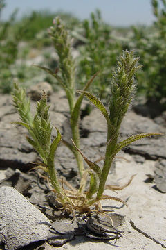 Plancia ëd Tuctoria mucronata (Crampton) Reeder