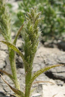 Image of Prickly Spiral Grass