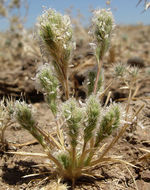 Image of Sacramento Orcutt grass