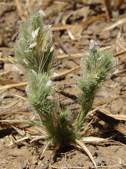 Image of Sacramento Orcutt grass