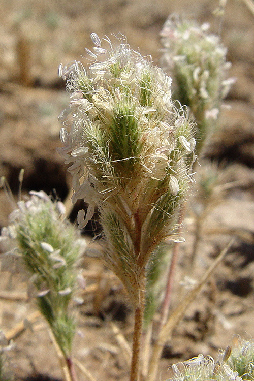 Image of Sacramento Orcutt grass