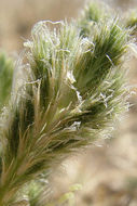 Image of Sacramento Orcutt grass