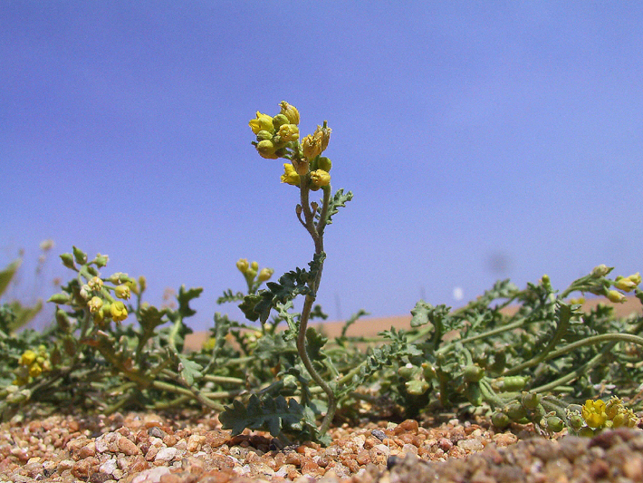 صورة Rorippa subumbellata Rollins