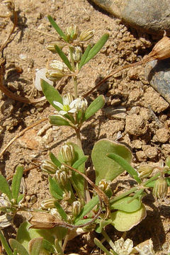 Plancia ëd Mollugo verticillata L.