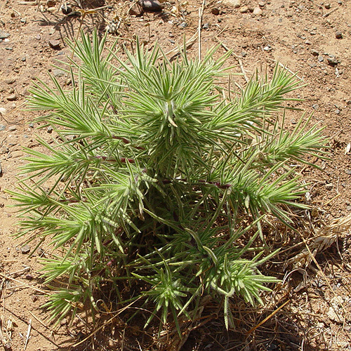 Image of Fitches Spikeweed