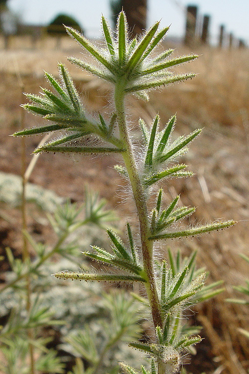 Image of Fitches Spikeweed