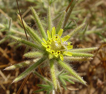 Image of Fitches Spikeweed