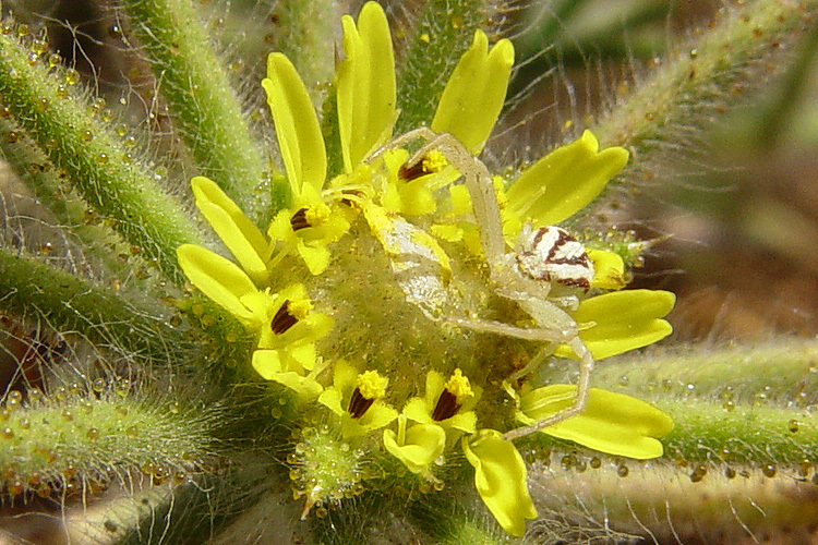 Image of Fitches Spikeweed