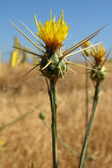 Image of yellow star-thistle