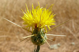 Image of yellow star-thistle