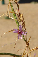 Image of tall annual willowherb