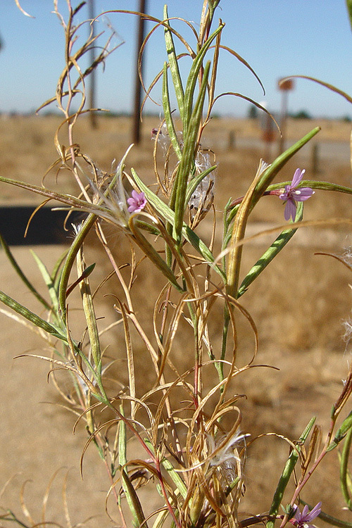 Image of tall annual willowherb