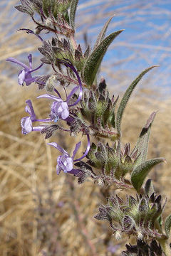 Trichostema lanceolatum Benth. resmi