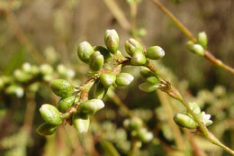 Image of Dotted Smartweed