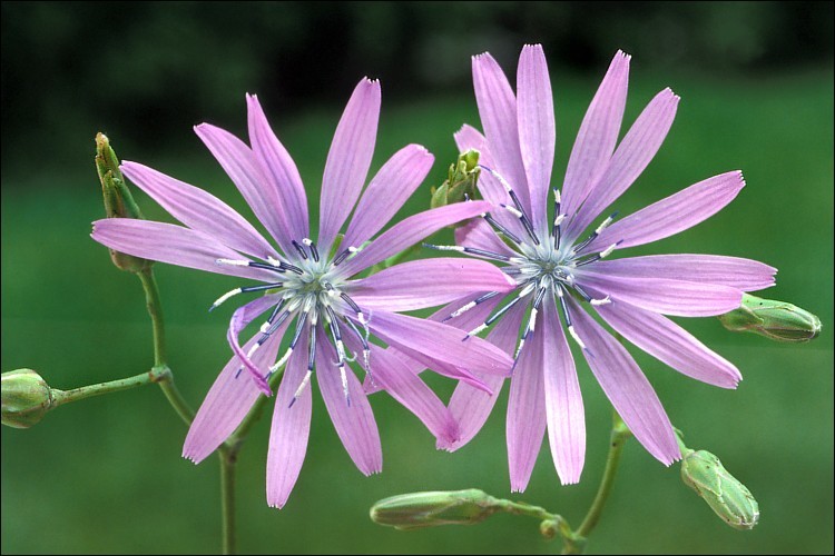 Lactuca perennis L. resmi