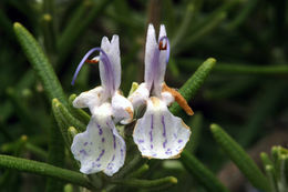 Image of <i>Rosmarinus officinalis</i>