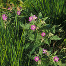 Image of Wood Crane's-bill