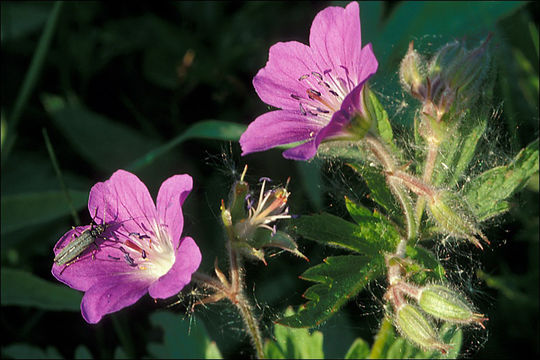 Image of Wood Crane's-bill