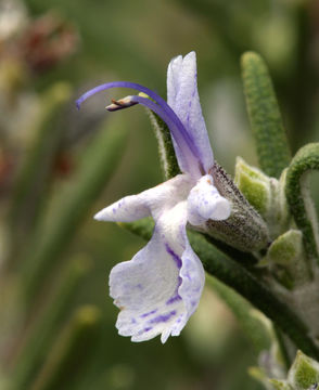 Image of <i>Rosmarinus officinalis</i>