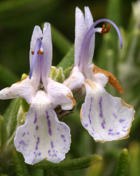 Image of <i>Rosmarinus officinalis</i>