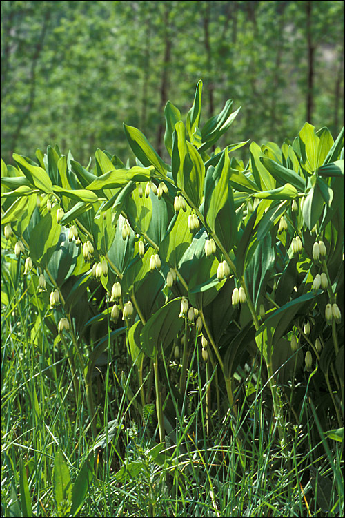 Слика од Polygonatum odoratum (Mill.) Druce