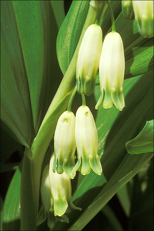 Image of Angular Solomon's Seal