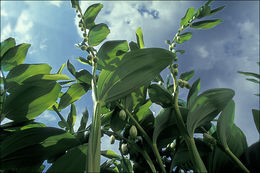 Image of Angular Solomon's Seal