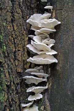 Image of Pleurotus pulmonarius (Fr.) Quél. 1872