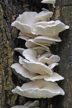 Image of Pleurotus pulmonarius (Fr.) Quél. 1872