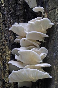 Image of Pleurotus pulmonarius (Fr.) Quél. 1872