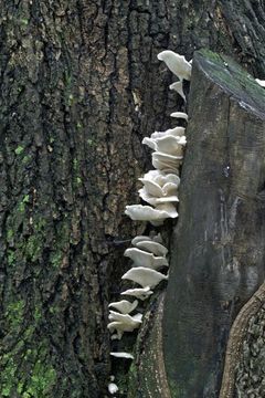 Image of Pleurotus pulmonarius (Fr.) Quél. 1872