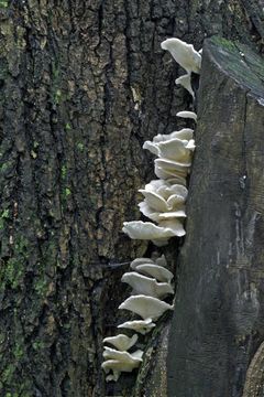 Image of Pleurotus pulmonarius (Fr.) Quél. 1872