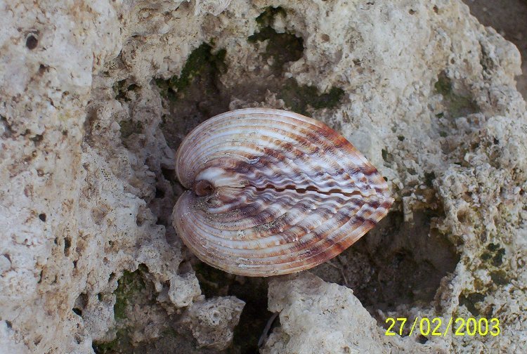 Image of Moroccan cockle
