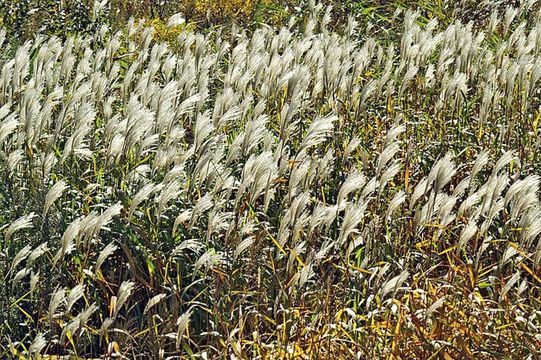 Imagem de Miscanthus sacchariflorus (Maxim.) Benth. & Hook. fil. ex Franch.