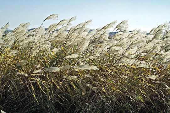 Imagem de Miscanthus sacchariflorus (Maxim.) Benth. & Hook. fil. ex Franch.