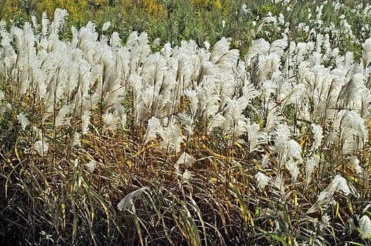 Imagem de Miscanthus sacchariflorus (Maxim.) Benth. & Hook. fil. ex Franch.