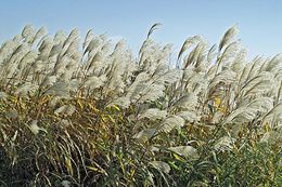 Image of Amur silvergrass