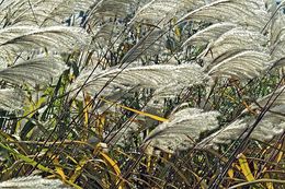 Image of Amur silvergrass