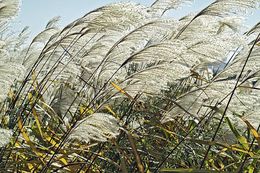 Image of Amur silvergrass