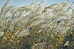 Image of Amur silvergrass