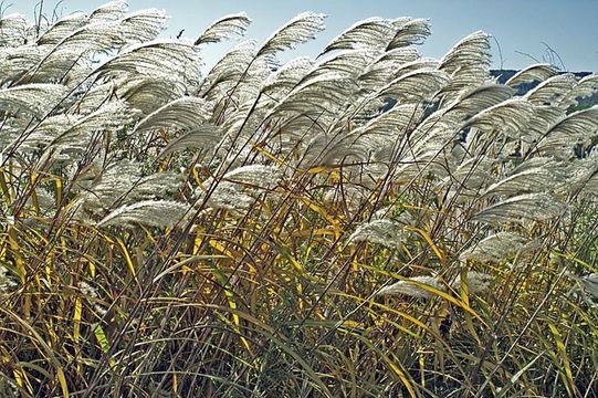 Imagem de Miscanthus sacchariflorus (Maxim.) Benth. & Hook. fil. ex Franch.